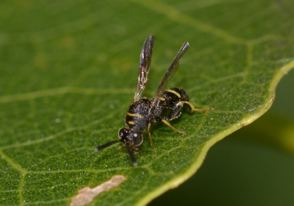 Leucospidae sp.